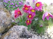 Pulsatilla vulgaris red